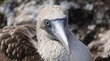 Mavi Ayaklı Memeler - Galapagos Adaları - Ekvador - Güney Amerika