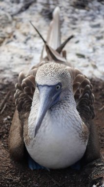 Mavi Ayaklı Memeler - Galapagos Adaları - Ekvador - Güney Amerika