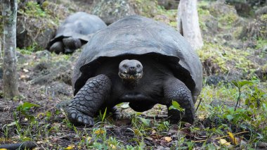 Güzel vahşi erkek Galapagos dev kaplumbağası Santa Cruz Adası 'nda