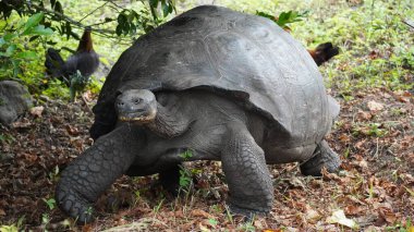 Güzel vahşi erkek Galapagos dev kaplumbağası Santa Cruz Adası 'nda