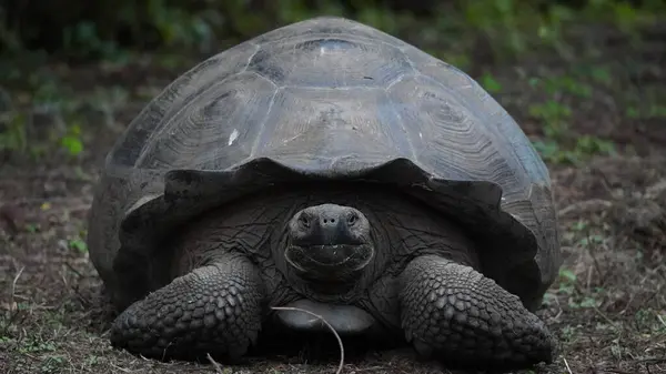 Güzel vahşi erkek Galapagos dev kaplumbağası Santa Cruz Adası 'nda
