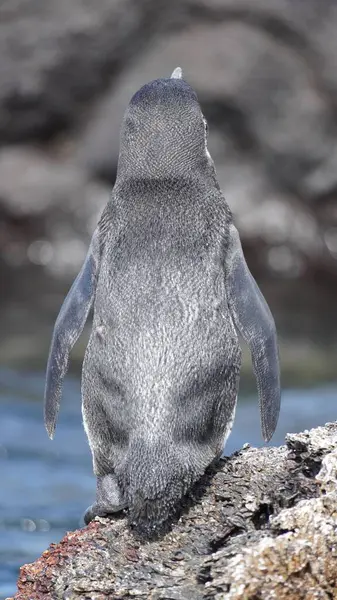 stock image A Penguin from Galapagos Islands taking sunbath on a rock