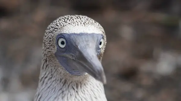 Mavi Ayaklı Memeler - Galapagos Adaları - Ekvador - Güney Amerika