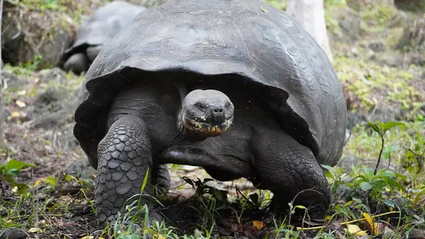 Güzel vahşi erkek Galapagos dev kaplumbağası Santa Cruz Adası 'nda