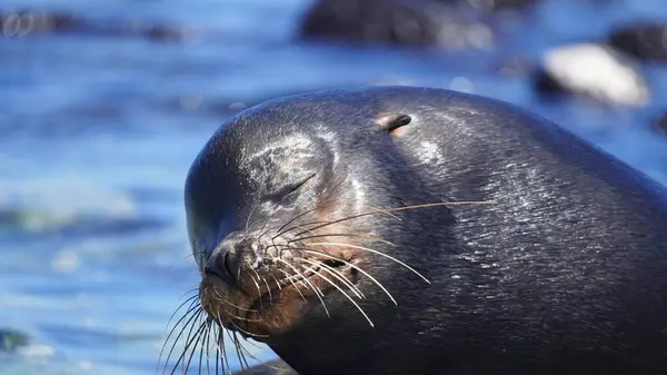 Galapagos Adaları 'ndaki deniz aslanı hayatlarının en güzel günlerini yaşıyor.