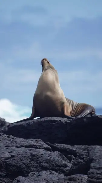 Galapagos Adaları 'ndaki deniz aslanı hayatlarının en güzel günlerini yaşıyor.