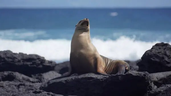 Galapagos Adaları 'ndaki deniz aslanı hayatlarının en güzel günlerini yaşıyor.