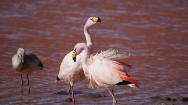 Güney Amerika 'da uyuni tuzunun yanında Bolivya' da flamingolar var.