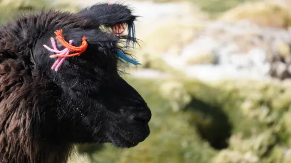 Bolivya 'dan Alpaca tüylü kürklü derin görüşlü yakın plan