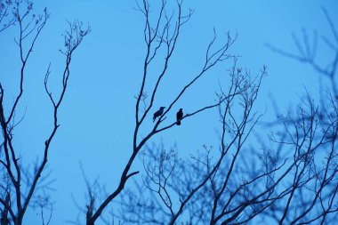 Mavi beyaz bir resimde bir dalda iki karga
