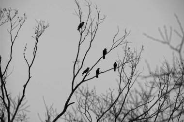 Siyah beyaz bir resimde bir dalda beş karga