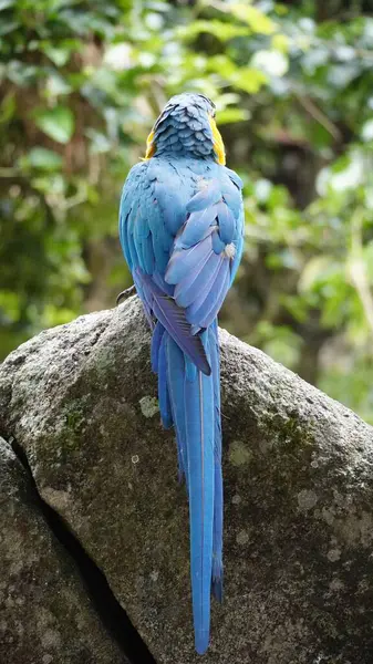 Guacamayo Amarillo Kayalara tüneyen papağanı kapat