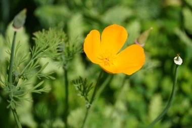 Granada İspanya 'daki Alhambra Sarayı' nın çiçekleri.