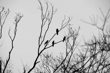 Siyah beyaz bir resimde bir dalda dört karga