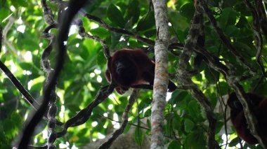 Ağaçtaki kırmızı uluyan maymunun portresini kapat.