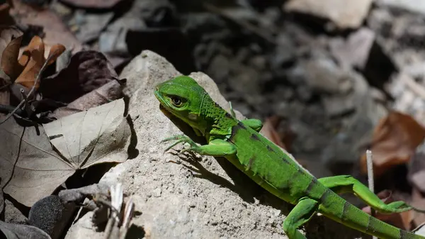 Kolombiya 'da renkli yeşillikleri olan genç bir Iguana Parque Tayrona.