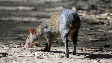 Tayrona ulusal parkında bir Neque veya Guatinaja memelisi