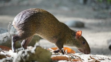 Tayrona ulusal parkında bir Neque veya Guatinaja memelisi
