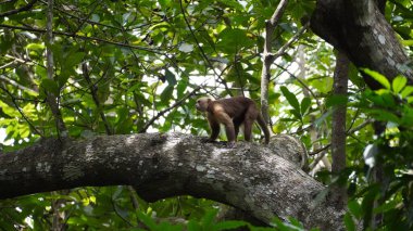 Oyuncu kapuçin maymun ağaçların arasında sallanan: Oyuncak bir kapuçin maymun ağaçlar arasında enerjik bir şekilde salınır, denge için kuyruğunu kullanır daldan dala kolayca hareket ederken.
