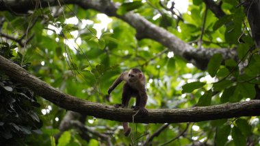 Oyuncu kapuçin maymun ağaçların arasında sallanan: Oyuncak bir kapuçin maymun ağaçlar arasında enerjik bir şekilde salınır, denge için kuyruğunu kullanır daldan dala kolayca hareket ederken.