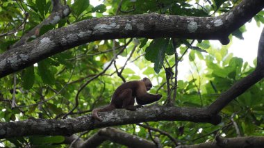Oyuncu kapuçin maymun ağaçların arasında sallanan: Oyuncak bir kapuçin maymun ağaçlar arasında enerjik bir şekilde salınır, denge için kuyruğunu kullanır daldan dala kolayca hareket ederken.
