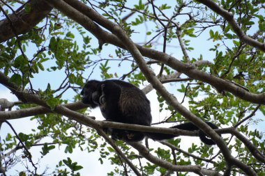 Uluyan bir maymunun (mono saraguato) yemyeşil bir ormanın derinliklerindeki bir ağaçta dinlendiği huzurlu bir sahne. Uluyan maymun, kendine özgü siyah kürkü ve ifade edici yüzüyle, rahat bir şekilde uzanıyor.