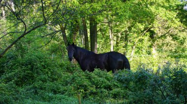Bir at ormanda otların arasında üşüyordu.