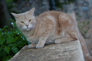 Güzel Granada 'da Granada şehrinde bir kedi