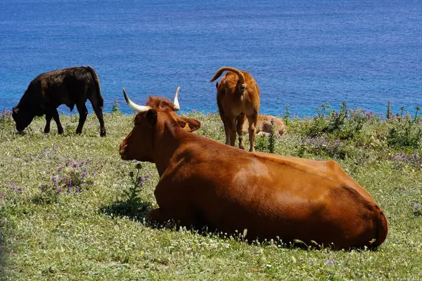 Tarifa 'da arka planda deniz olan bir yamaçta inekler