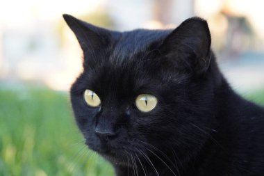 Almada sokaklarında kara kedi, Lizbon yakınlarında.