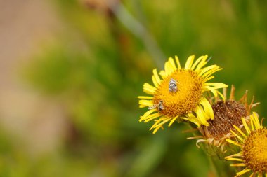 Portekiz 'de bahar mevsiminde canlı renklerde güzel çiçekler