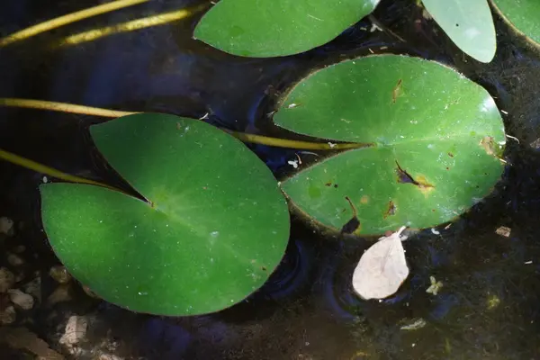 Lizbon 'daki Botanik Bahçesi Jardim Botanico Tropik