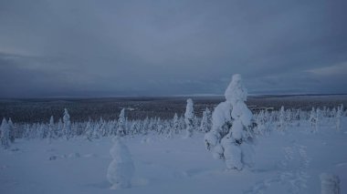 Soğuk bir günde çam ağaçları karla kaplıdır. Güzel kış manzarası, Laponya 'da mavi gökyüzü
