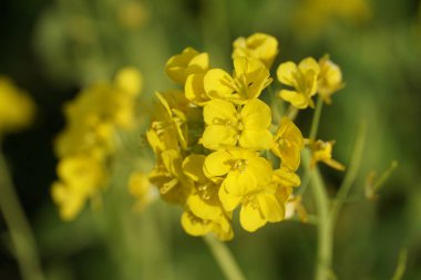 Farklı şekillerde çiçekler, renkler, şekiller, dünya çapında konumlanmış boyut