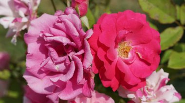 Farklı şekillerde çiçekler, renkler, şekiller, dünya çapında konumlanmış boyut