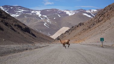 Şili 'deki Altiplano arazisindeki vicuna (Lama vicugna)