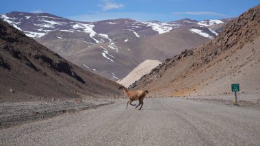 Şili 'deki Altiplano arazisindeki vicuna (Lama vicugna)