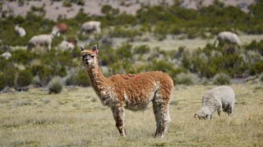 Şili 'deki Altiplano' da tuhaf görünümlü lama çöl vahası manzarası