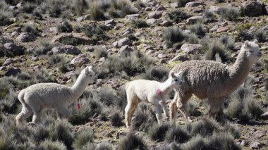 Şili 'deki Altiplano' da tuhaf görünümlü lama çöl vahası manzarası