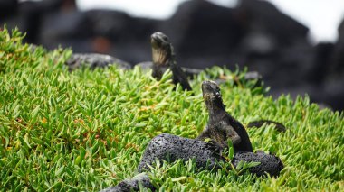 Ekvador 'daki Galapagos adalarında deniz iguanasının zeminine yakın çekim