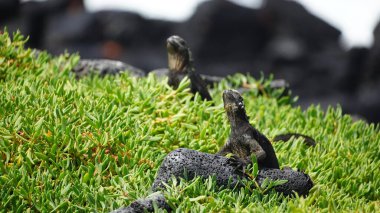 Close-up of marine iguana on floor in the Galapagos islands,Ecuador clipart