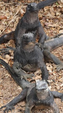 Ekvador 'daki Galapagos adalarında deniz iguanasının zeminine yakın çekim