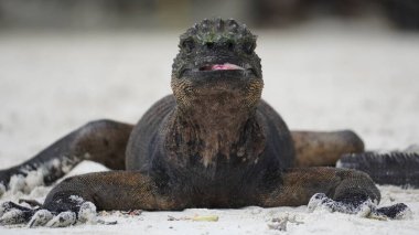 Close-up of marine iguana on floor in the Galapagos islands,Ecuador clipart