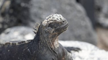 Ekvador 'daki Galapagos adalarında deniz iguanasının zeminine yakın çekim