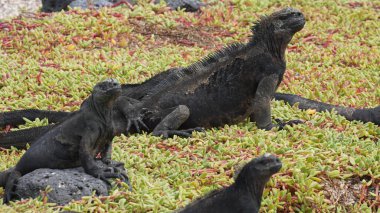 Close-up of marine iguana on floor in the Galapagos islands,Ecuador clipart