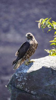 Galapagos Hawk perching on a rock in Galapagos Islands, Ecuador clipart