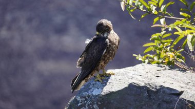 Galapagos Hawk perching on a rock in Galapagos Islands, Ecuador clipart