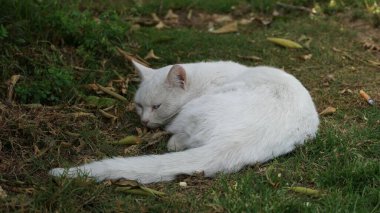 Güzel bir rengin portresi kedi yakından izliyor ve uyuyor.