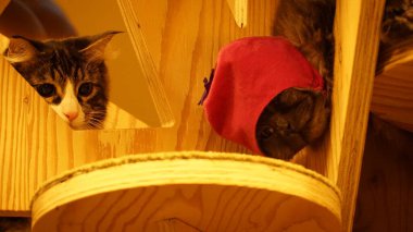 Güzel bir rengin portresi kedi yakından izliyor ve uyuyor.