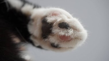 Güzel bir pençe kedinin portresi. Yakından izliyor ve uyuyor.